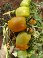 Image/produit/particulier/Caraib'Home Koudadja _115_115_Tomates0.jpeg
